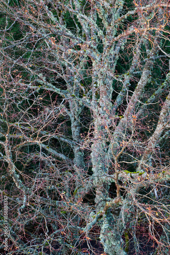 BRANCHES D'UN VIEIL ARBRE EN HIVER DANS L'EST DE LA FRANCE