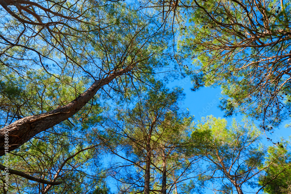 Obraz premium Curved pine tree trunk leaning into the frame with green canopy above against a vivid blue sky background in a summer forest