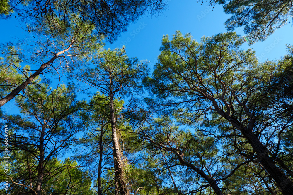 Fototapeta premium Sunlight gleaming through the green pine needles of tall trees against a blue sky creating a bright and energetic atmosphere in the woods