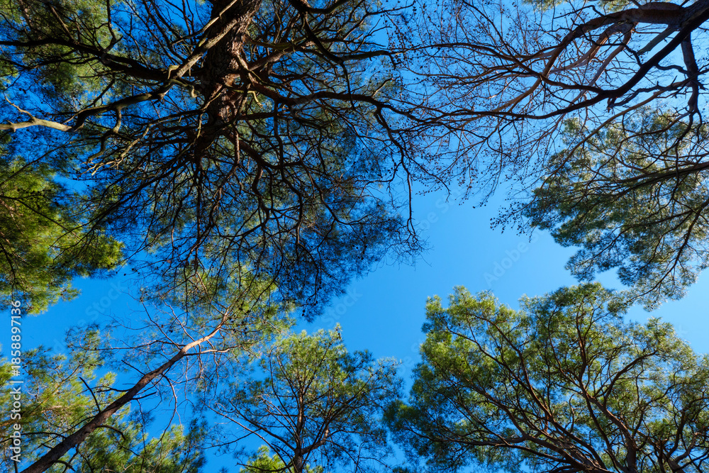Fototapeta premium Looking up into the dense canopy of a pine forest with overlapping branches and needles filtering the sunlight on a bright day