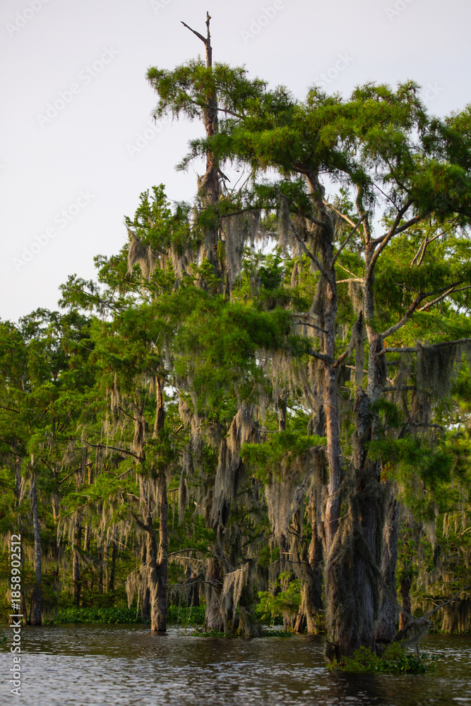Fototapeta premium Atchafalaya Basin Louisiana cypress swamp with Spanish moss and reflections
