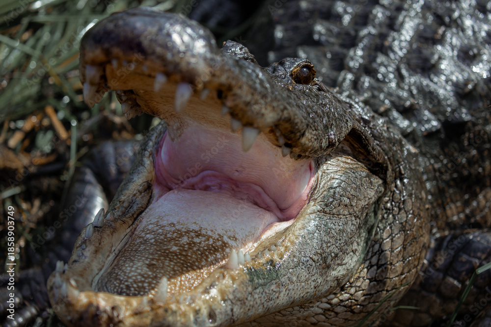 Fototapeta premium Alligators in Jean Lafitte swamp Louisiana wildlife in bayou waters