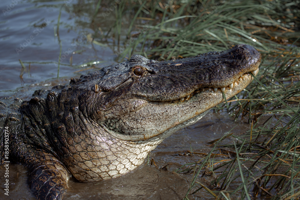 Fototapeta premium Alligators in Jean Lafitte swamp Louisiana wildlife in bayou waters