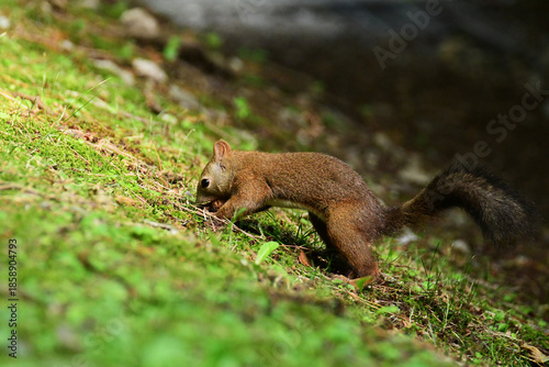 斜面にクルミを埋めるエゾリス