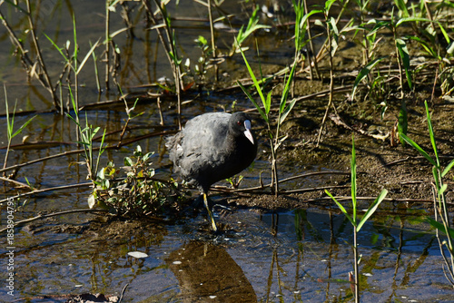 水際を歩くオオバン