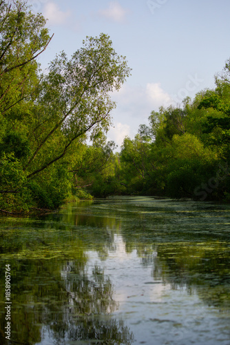 Atchafalaya Basin Louisiana swamp landscape with cypress trees and water