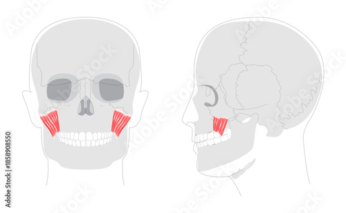 Zygomaticus major minor - Facial muscle depicted in anatomy chart, responsible for elevating the corner of the mouth during smiling essential in medical study and facial expression education