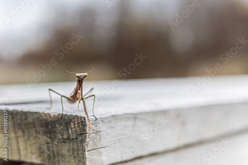 Praying mantis on a wooden railing