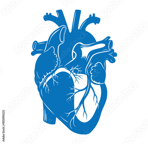 Anatomical blue human heart illustration with arteries and veins  medical educational graphic