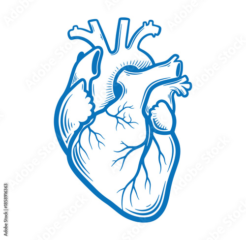 Anatomical illustration of a human heart with blue outline and white interior