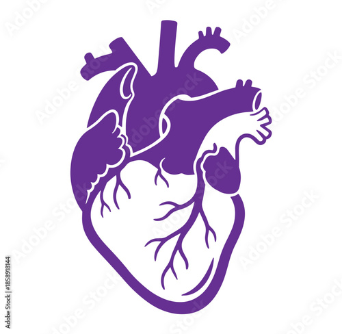 Purple anatomical human heart illustration with arteries and veins isolated on white background