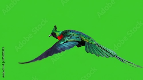 Resplendent Quetzal Gliding Sequence on Green Screen: Majestic Bird in Flight Close-Up