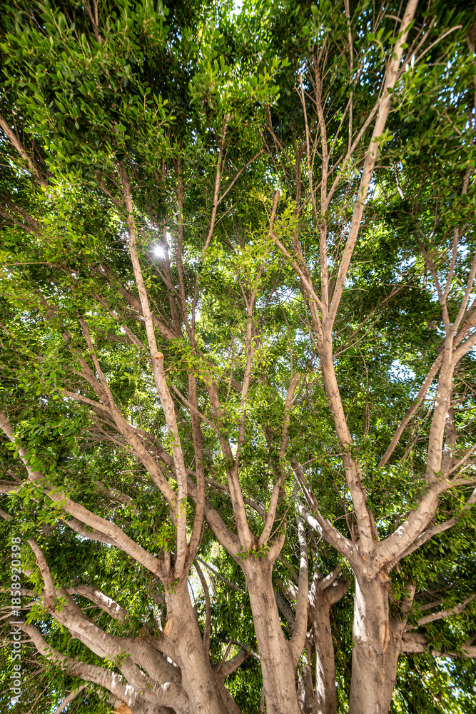 Fototapeta premium Tall Tree Filmed from Below. Perspective Shot of an Ancient Tree from Ground Level. Low Angle View of a Giant Tree.