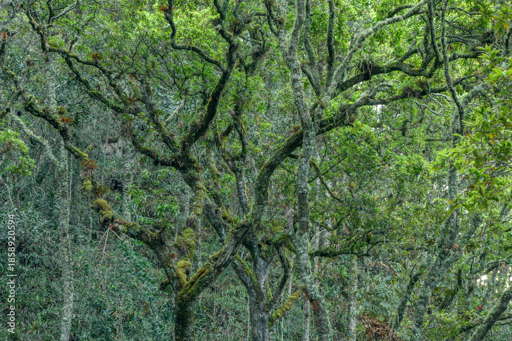 Fototapeta premium rainforest trees