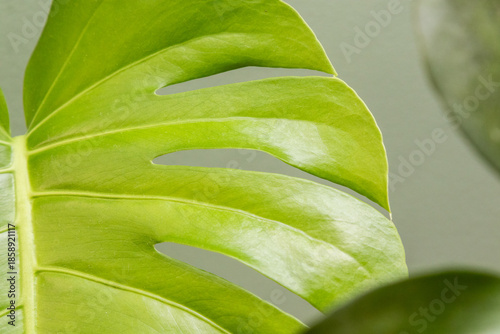 details of a green plant in Rio de Janeiro.