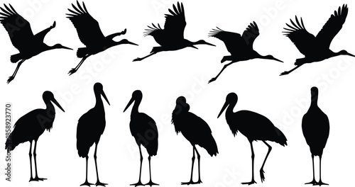 Stork bird silhouettes collection, flying and standing storks poses set, wild waterbird vector illustration, wildlife nature icons isolated on white background