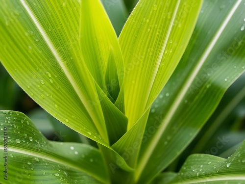 Emergence of new growth corn leaves bathed in the morning dew drops