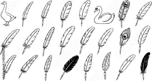 Vector Hand-drawn Black  White Line Art Collection: Goose, Swan, and Various Feathers including Quills, ideal for Historical Writing, Education, and Nature-themed Designs.