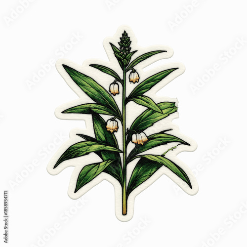 Botanical illustration of a flowering plant with green leaves and white bell-shaped flowers