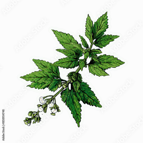 Illustration of a green plant with small white flowers on a purple background