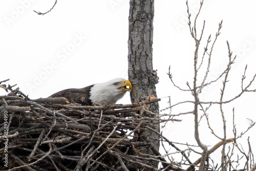 eagle in the tree in winter with white background