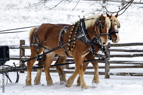 horse in snow