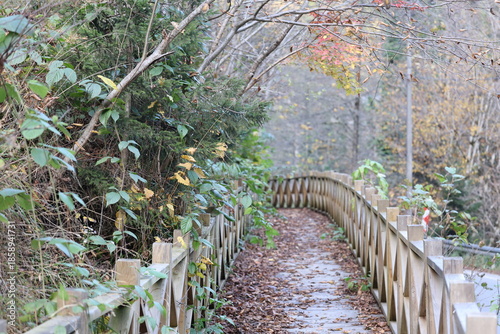 Leafy forest pathway. High quality photo