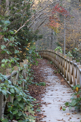 Foto Leafy forest pathway. High quality photo