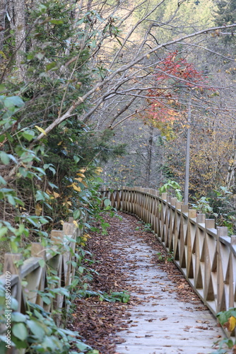 Foto Leafy forest pathway. High quality photo
