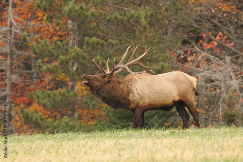 Bull Elk Bugling in Autumn Forest