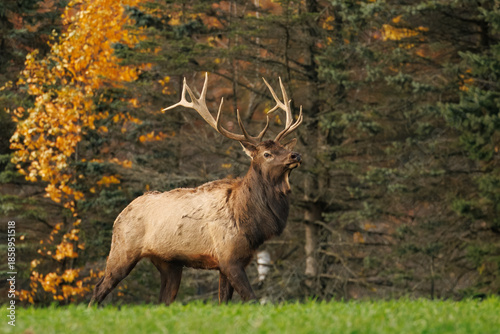 Bull Elk Standing Among Autumn Yellow Foliage