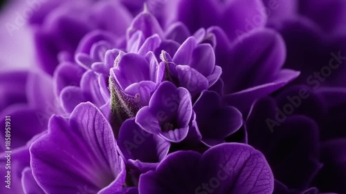 Close-up of Vibrant Purple Flowers in Soft Light