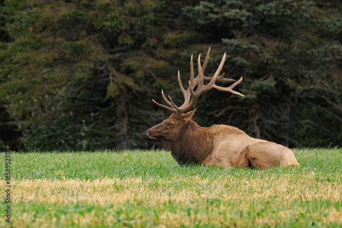 Resting Bull Elk in Grassy Field
