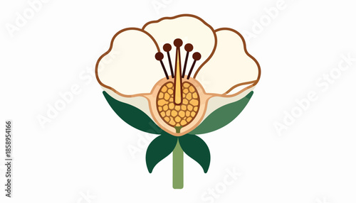 Stylized illustration showing a cross-section of a cream flower with brown outlines
