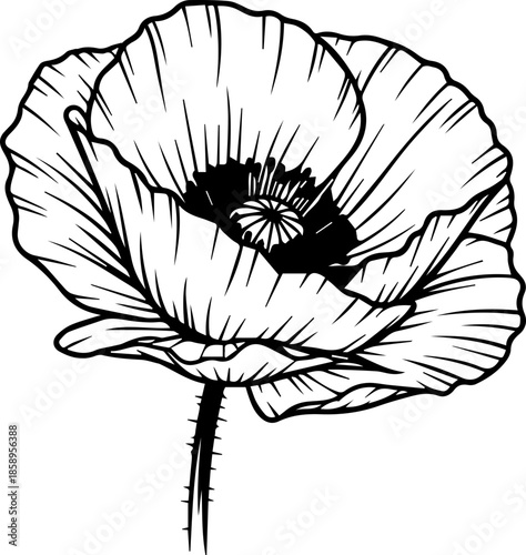 Elegant poppy flower illustration, perfect for remembrance day cards, wedding invitations, or botanical designs offers delicate beauty and graceful appeal