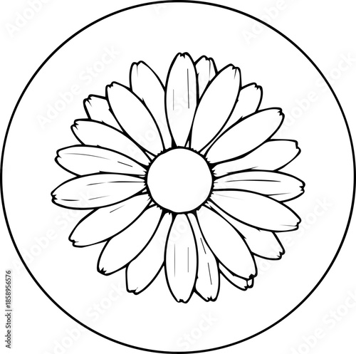 Elegant daisy flower illustration for botanical designs and spring-themed projects, originally vector art for scalable creative needs, line art style