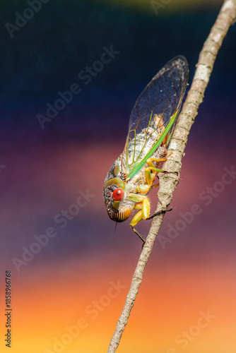 Psaltoda claripennis, commonly known as the Clanger or Clear-wing Cicada, is an Australian cicada species in the family Cicadidae.
