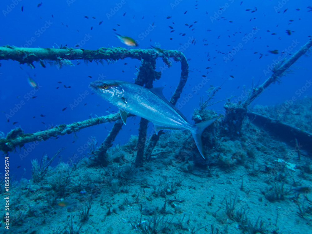 Fototapeta premium Greater amberjack Seriola dumerili