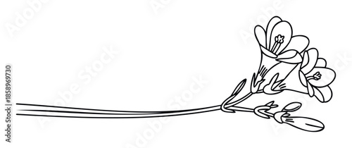 Graceful freesia flower branch line art ideal for enhancing greeting cards, printable stationery, botanical prints, and delicate graphic designs