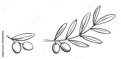 Black line drawing of olive branches with healthy fresh olives and delicate foliage perfect for organic food product labels, culinary branding, or natural cosmetic package designs.