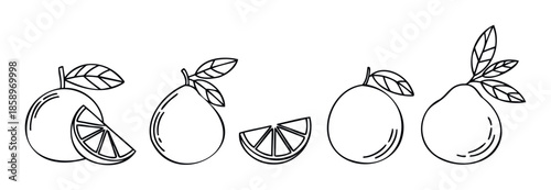 Collection of fresh citrus fruit outlines including whole oranges and mandarins with leaves and sliced segments, perfect for cooking guides, healthy eating blogs, or refreshing beverage