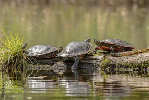 Western painted turtles turtle I resting on a log on a pond