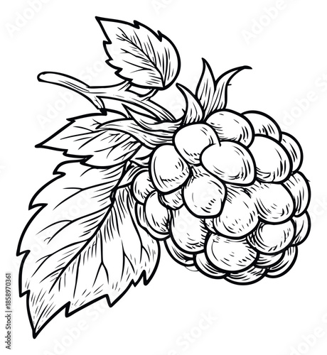 Handdrawn botanical line drawing of a ripe raspberry with leaves and stem, perfect for natural food product packaging, healthy eating guides, or organic recipe book illustrations.