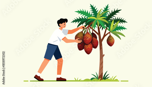Person harvesting spiky fruits from a tropical tree