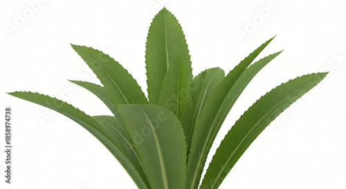 Isolated Sawtooth Coriander on White Background