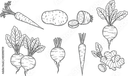 Hand Drawn Root Vegetable Botanical Set Featuring Carrot Potato Beetroot Ginger And Radish Line Art Illustrations For Healthy Food Design