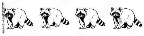 Raccoon line art collection, wild procyon lotor sketches set, black and white vector animal illustrations isolated on white.