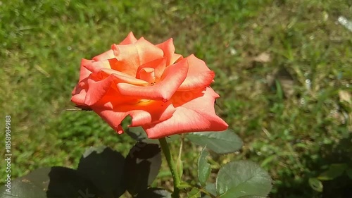 single red rose