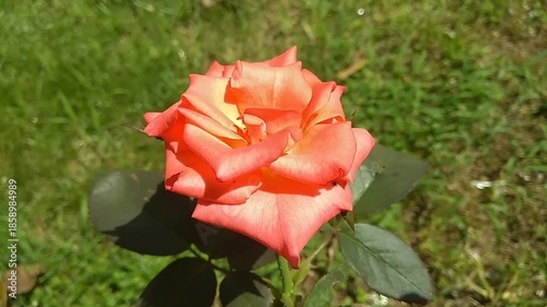 single red rose