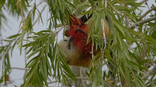 Great Mascarene fruit bat - Mauritius flying fox licking red flowers on tree